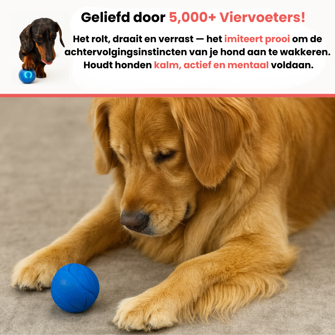 Huisdier & Co™ - Bounce Buddy